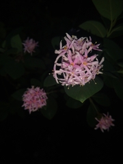 Dais cotinifolia