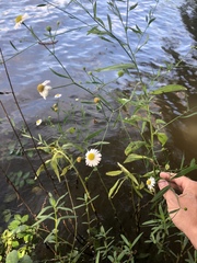 Boltonia apalachicolensis