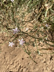 Stephanomeria pauciflora
