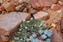 Antennaria dimorpha