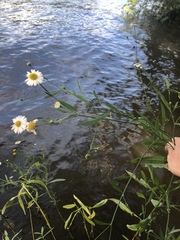 Boltonia apalachicolensis