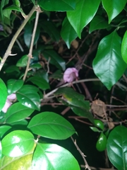 Bougainvillea spectabilis