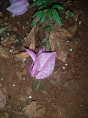 Bougainvillea spectabilis