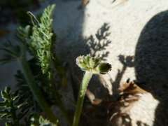 Daucus pumilus