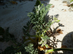 Daucus pumilus