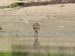 Limnodromus griseus hendersoni