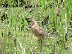 Limnodromus griseus hendersoni