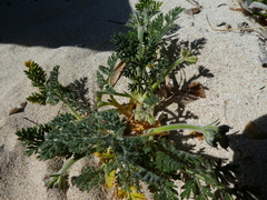 Daucus pumilus