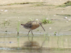 Limnodromus griseus hendersoni