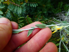 Anthyllis cytisoides