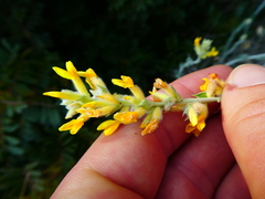 Anthyllis cytisoides