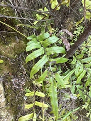 Blechnum minus