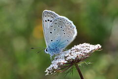 Polyommatus daphnis