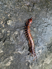 Scolopendra subspinipes