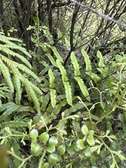 Blechnum minus