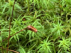 Polytrichum longisetum