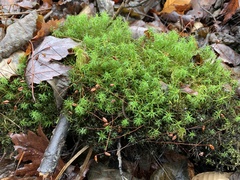 Polytrichum longisetum