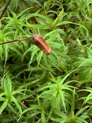 Polytrichum longisetum