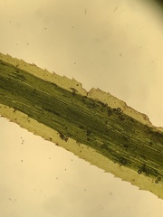 Polytrichum longisetum