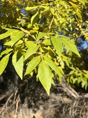 Fraxinus velutina
