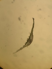 Polytrichum longisetum