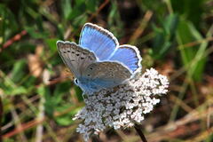 Polyommatus daphnis