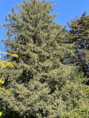 Sequoia sempervirens