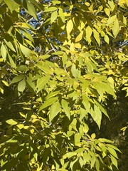 Fraxinus velutina