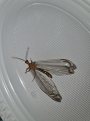 Nymphes
