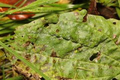 Golovinomyces sordidus