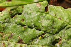 Golovinomyces sordidus