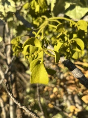 Phoradendron macrophyllum