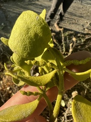 Phoradendron macrophyllum