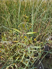 Bidens hyperborea