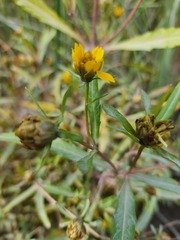Bidens hyperborea