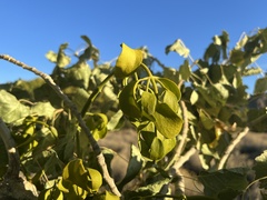 Phoradendron macrophyllum