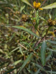 Bidens hyperborea