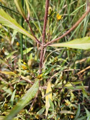 Bidens hyperborea