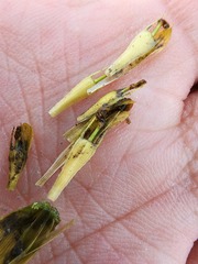 Bidens hyperborea