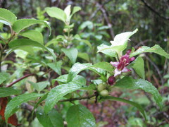 Stachydeae
