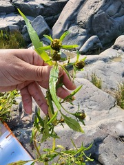 Bidens hyperborea