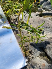 Bidens hyperborea