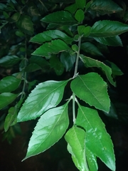 Crataegus mexicana