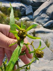 Bidens hyperborea