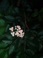 Crataegus mexicana