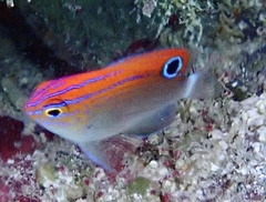 Pomacentrus bankanensis