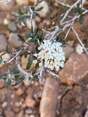 Eriogonum microtheca