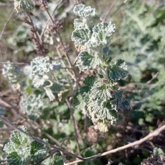 Marrubium aschersonii