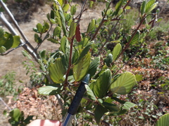 Cercocarpus betuloides