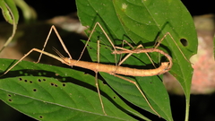 Parapachymorpha dentata
